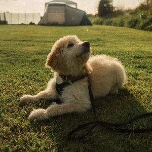 Meet your Posher, Alex